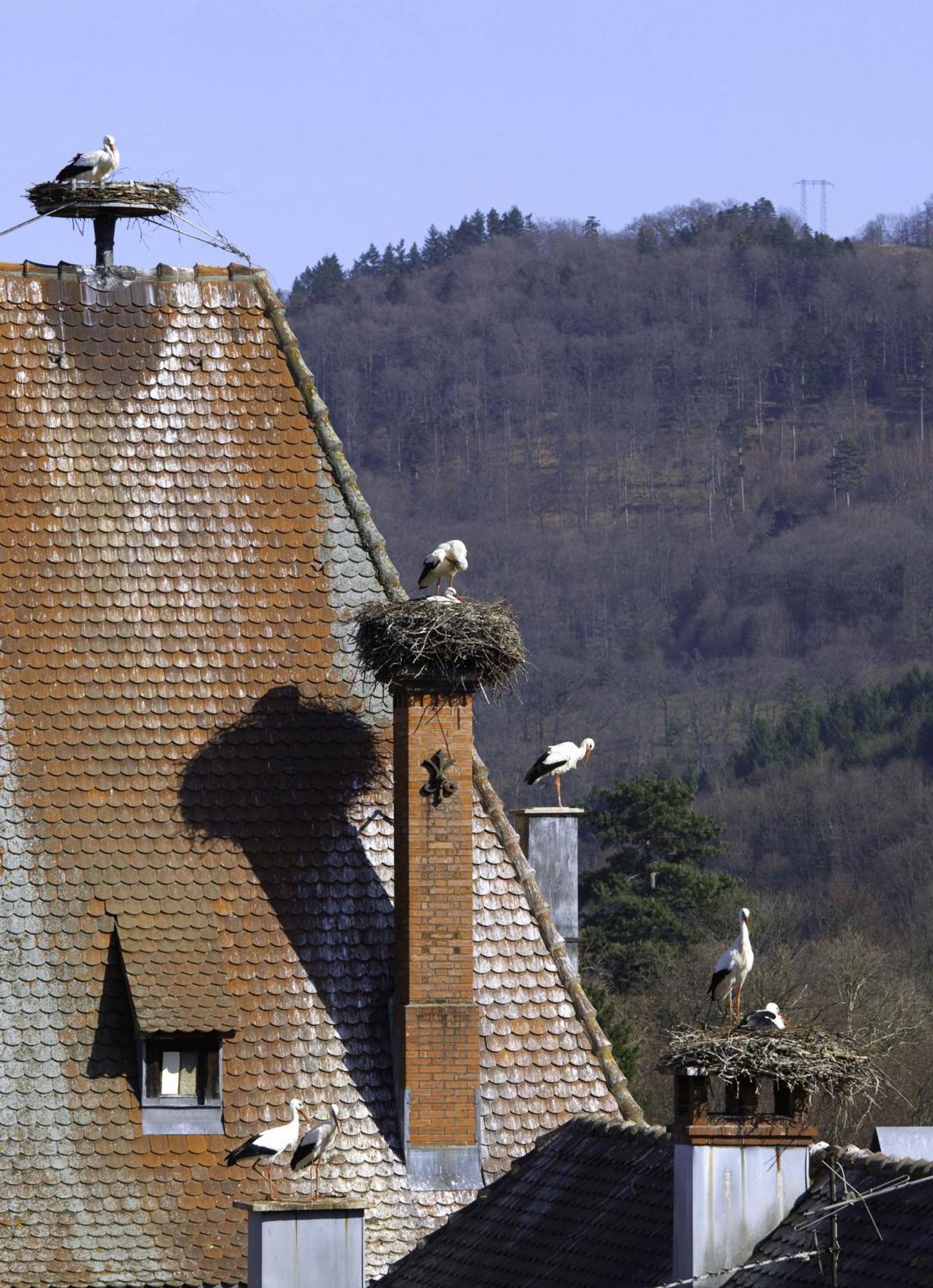 Hotel Deybach Munster  Kültér fotó